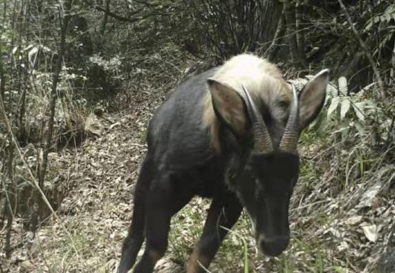 四不像特馬圖今晚必出,平衡執(zhí)行計(jì)劃實(shí)施_ZIX50.918原型版