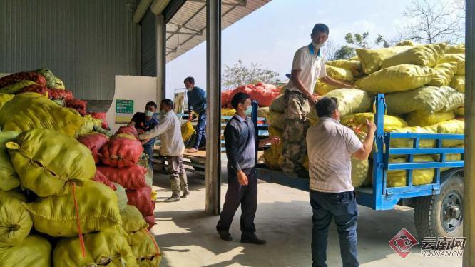 盈江土豆行情動態(tài)，種植希望，收獲自信與成就