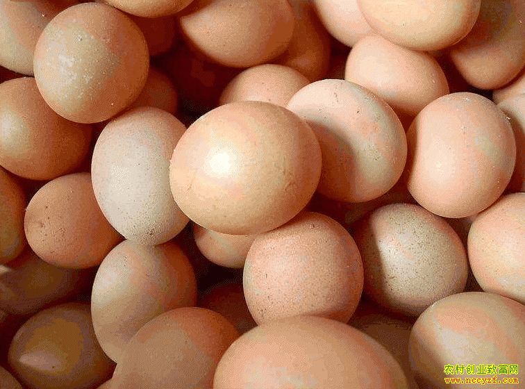 肇東雞蛋價(jià)格最新動(dòng)態(tài)，跟隨自然腳步，重拾內(nèi)心寧靜與平和的探索之旅