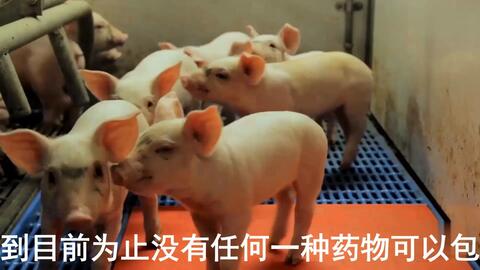 最新母豬保健方案揭秘，提升母豬健康與生產(chǎn)效率的秘訣