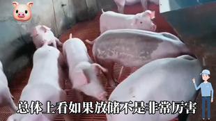 最新閹豬技巧步驟指南，專業(yè)方法與實(shí)用操作指南