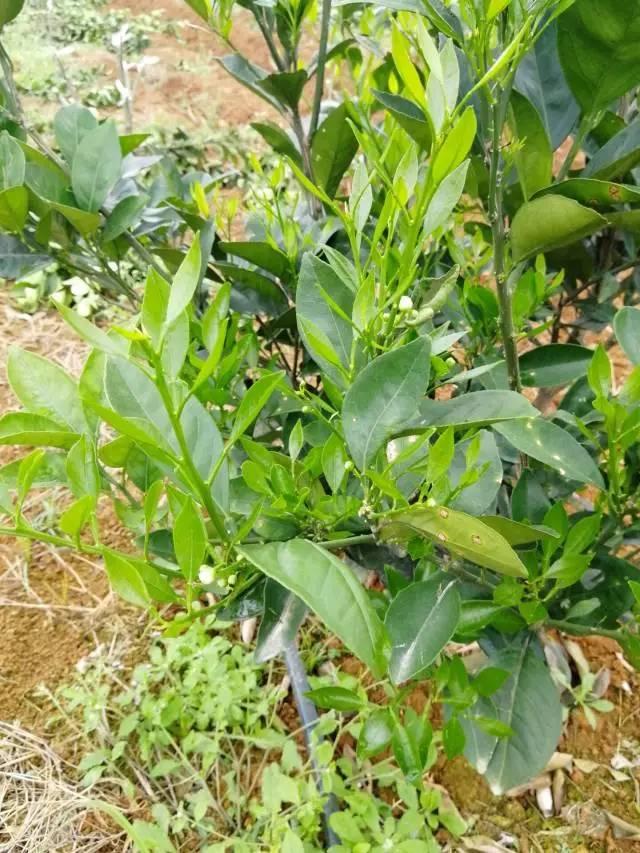 柑橘最新保果技術，開啟探索之旅，勵志無限可能