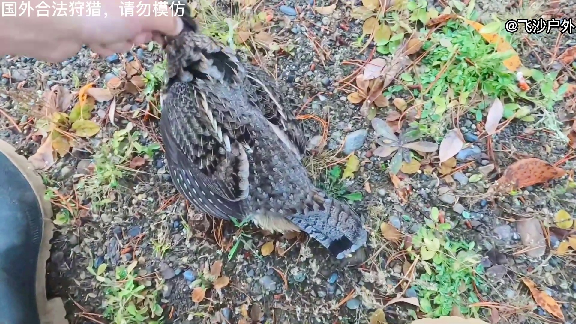 最新國外彈弓圖片集錦，自然美景的探索之旅