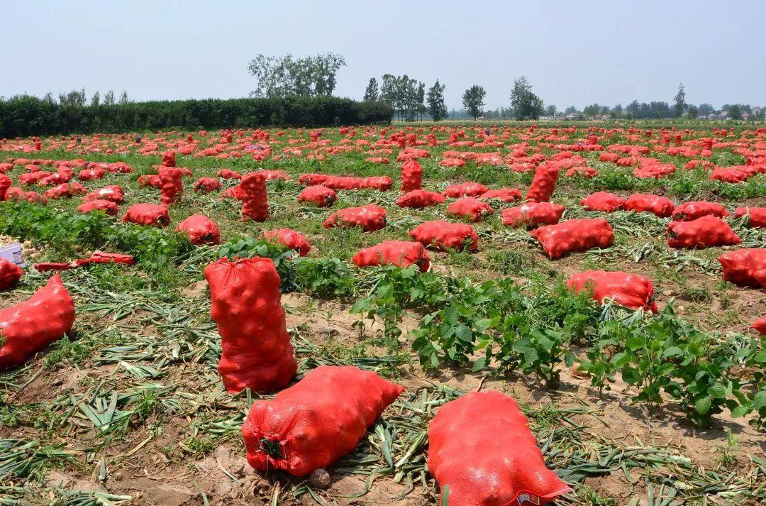 金鄉(xiāng)洋蔥出庫最新價格，獲取與了解的步驟指南