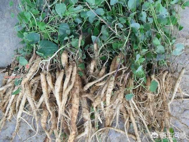 甘肅黨參最新價(jià)格動(dòng)態(tài)，市場走勢與影響因素分析