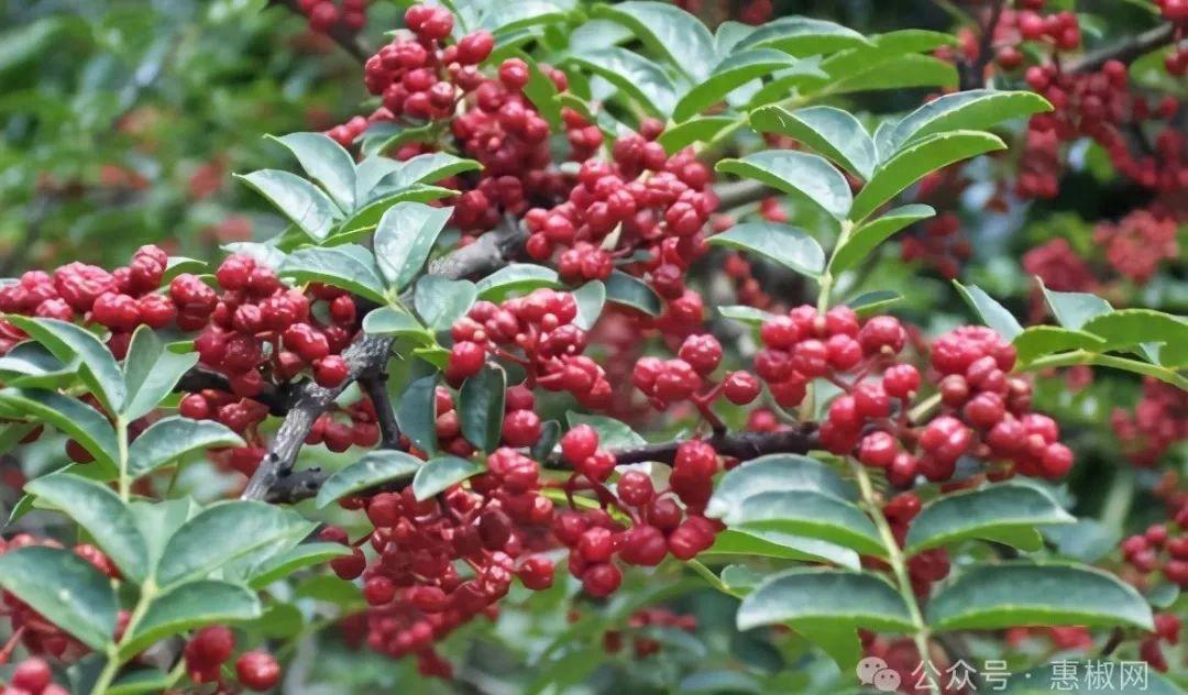 花椒價格最新行情2024，科技引領，椒香走向未來