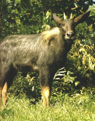 2024新奧正版資料四不像,實地研究解答協(xié)助_PIU58.586文化版