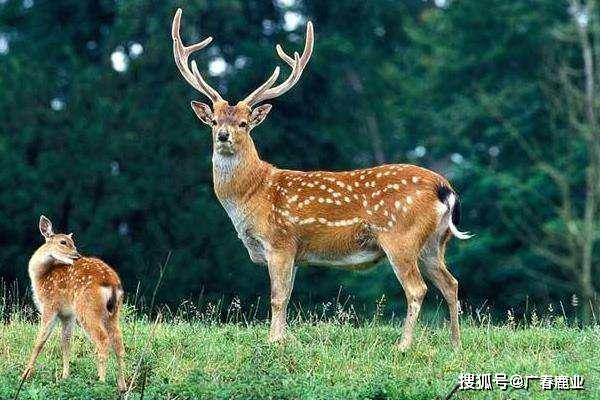 新奧2024資料大全160期,實(shí)時(shí)更新解釋介紹_SVE83.875便攜版