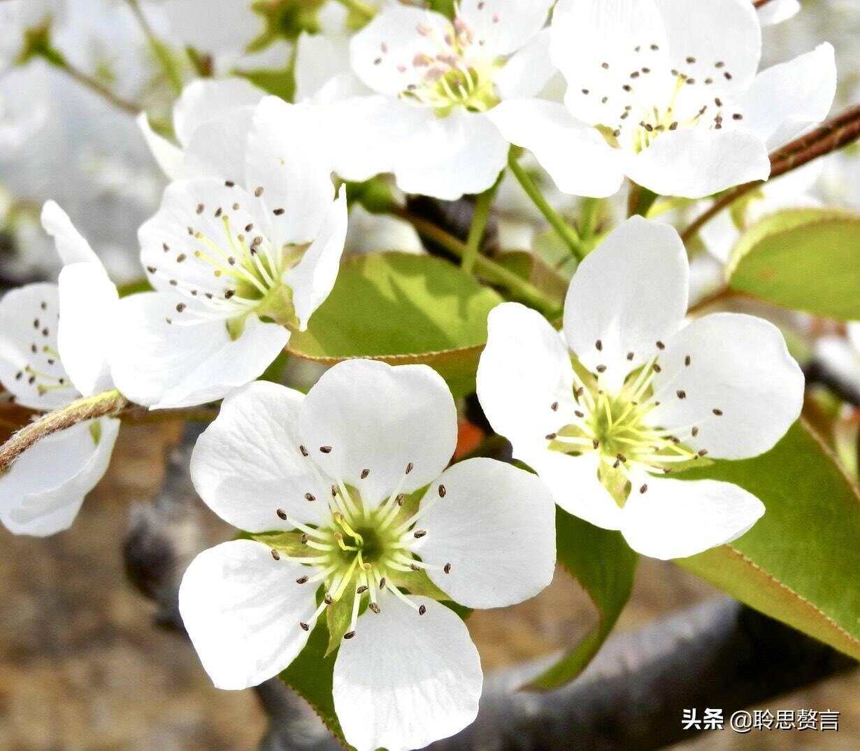 梨花屬于什么生肖,機(jī)制評(píng)估方案_服務(wù)器版54.914