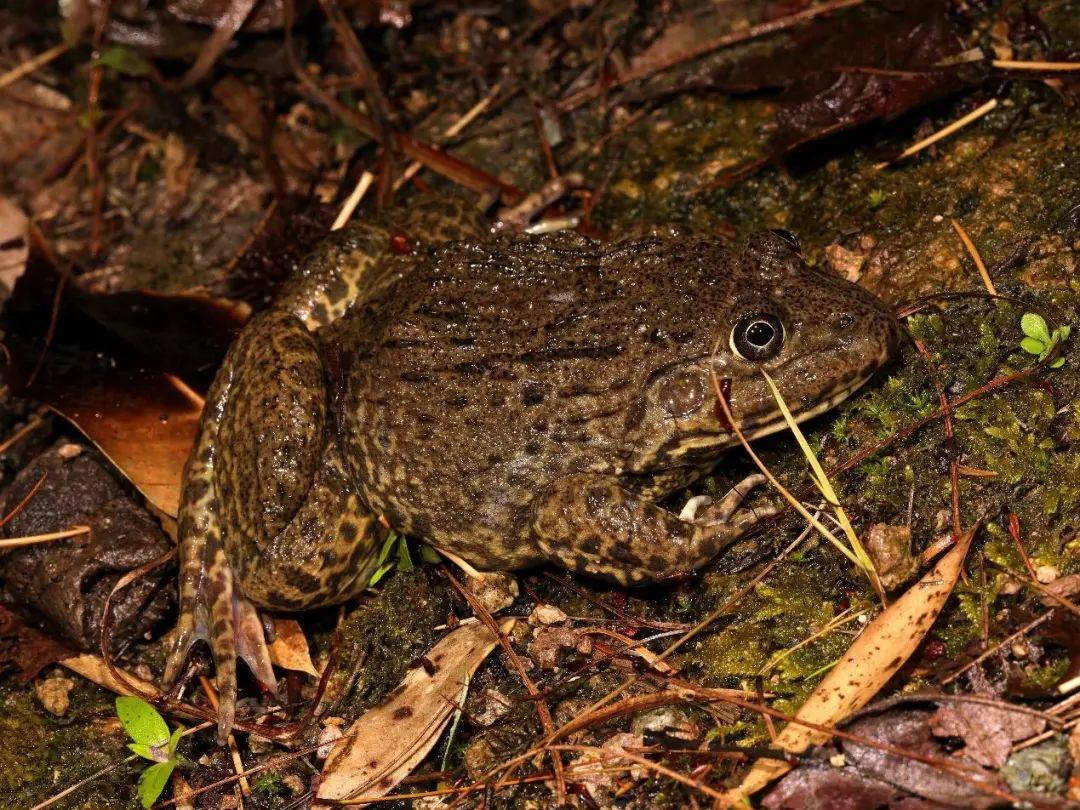 兩棲蛙蛙下載最新版，溫馨的蛙蛙奇遇之旅