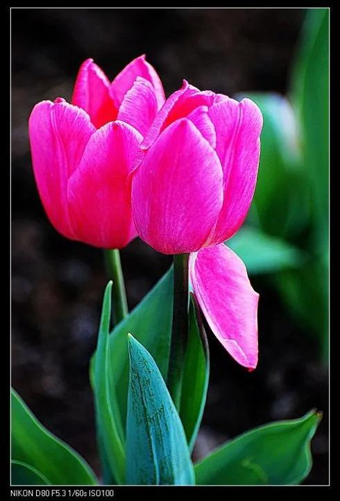 最新郁金香，小巷深處的芬芳馥郁之美