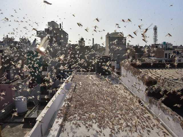 蝗蟲最新動態(tài)，蟲群變化學習之旅，自信與成就感的伴隨成長