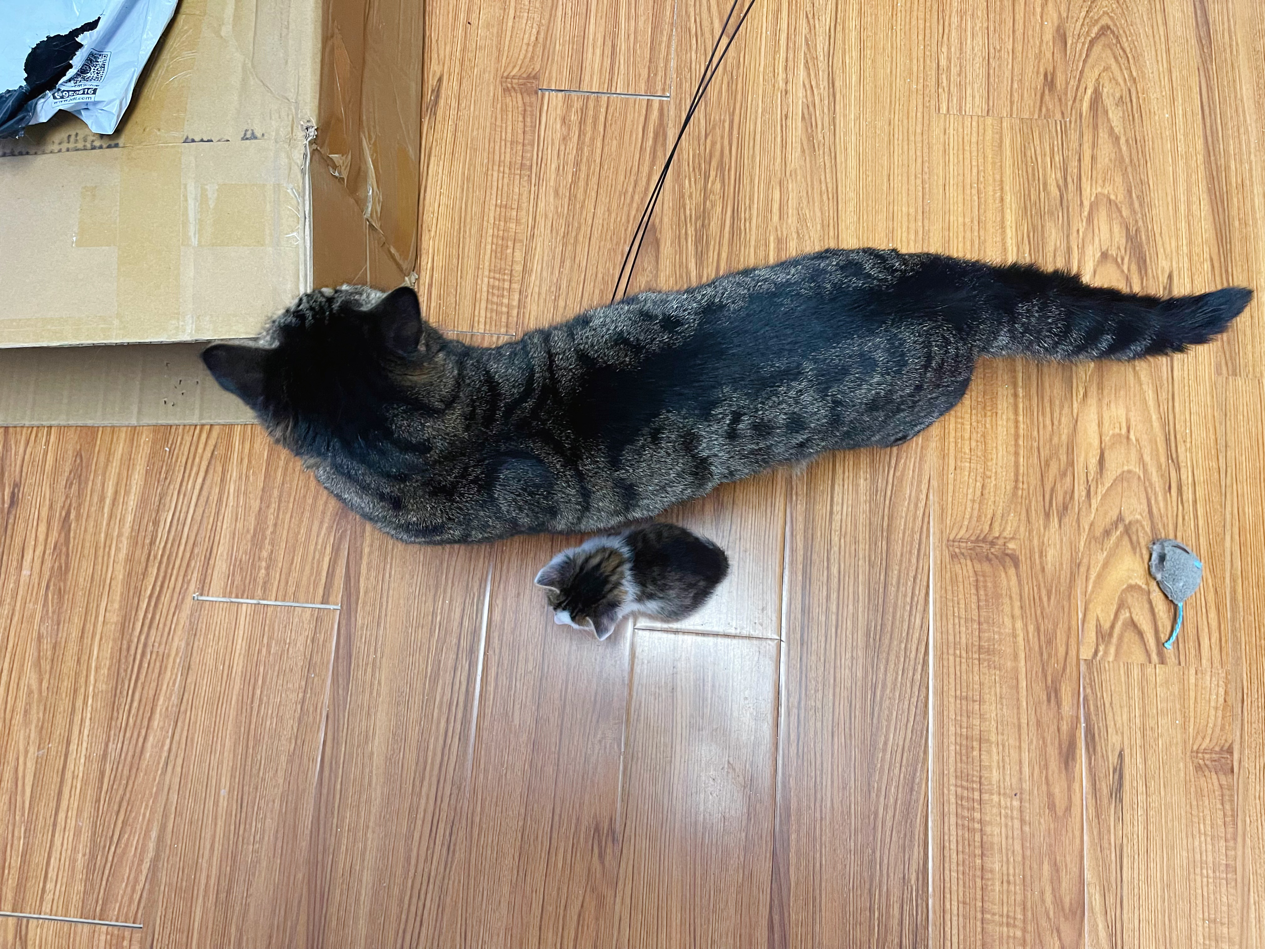 我找大貓，最新探索與影響的魅力