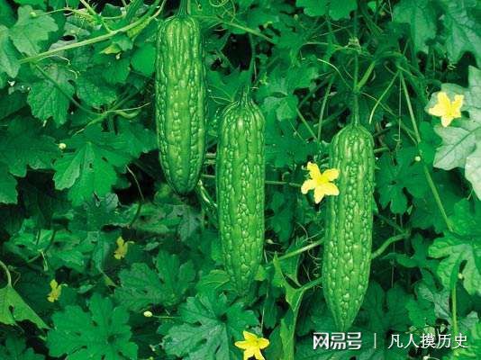 苦瓜最新網(wǎng)站，探索自然美景，尋找內(nèi)心寧?kù)o的輕松之旅