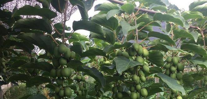 最新型果樹(shù)，小巷中的綠色寶藏與獨(dú)特風(fēng)味小店的探索