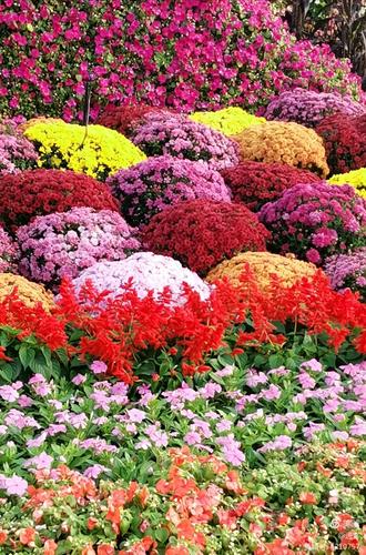 最新鮮花美景之旅，尋找內(nèi)心平靜的旅程