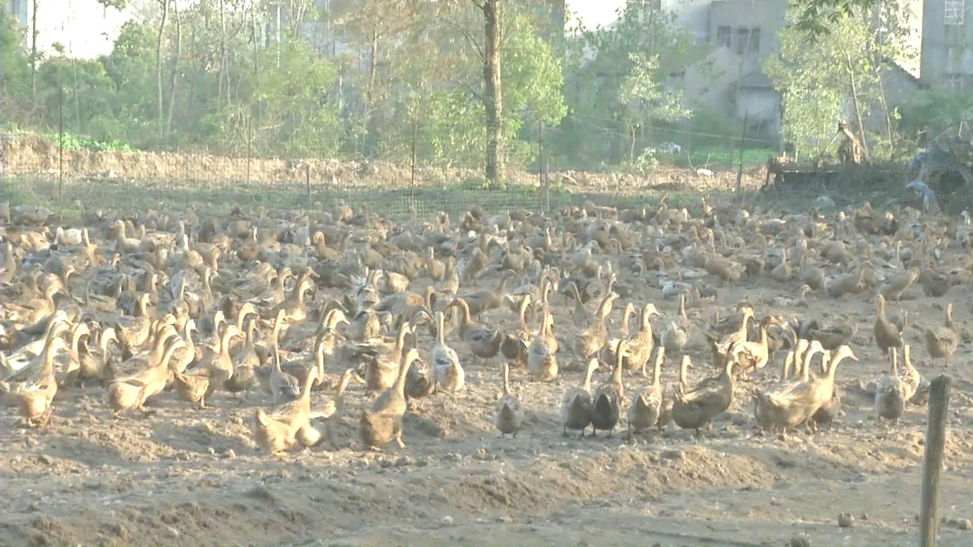 鴨蛋行情網(wǎng)，科技引領(lǐng)鴨蛋市場新時代