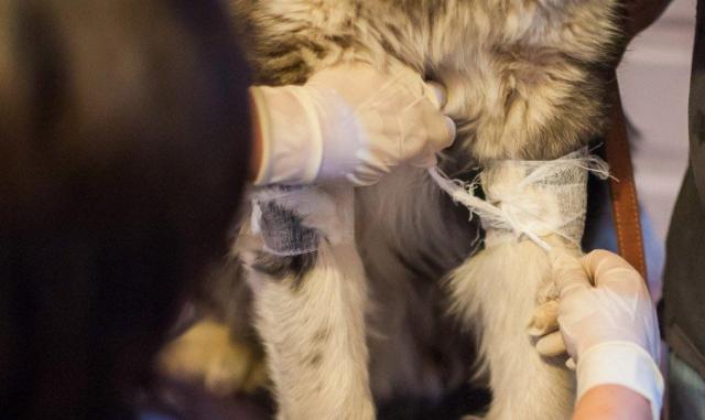 蘇州近期街邊情況，自然美景的心靈之旅體驗(yàn)紀(jì)實(shí)