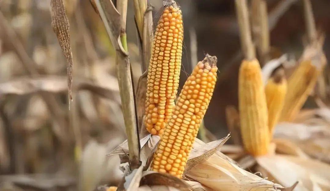 今日山東玉米價格行情，智能農(nóng)業(yè)引領(lǐng)新紀元風(fēng)向標