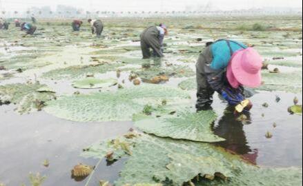 王碼五最新版，鍵盤上的友情與家的溫馨體驗