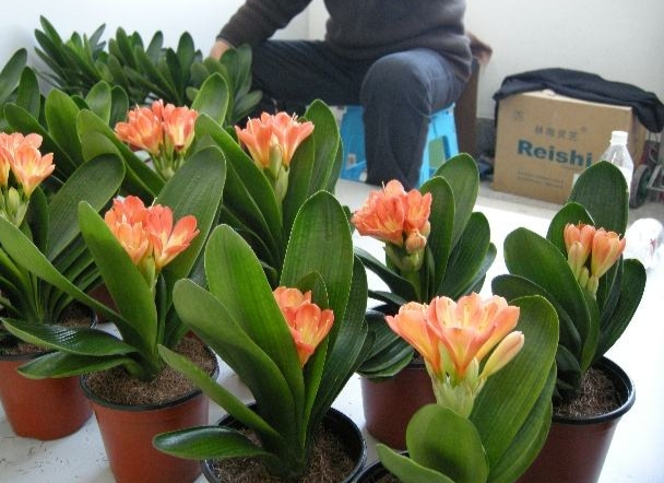 君子蘭價格變化中的自信與成就感，從綠葉到金花之路