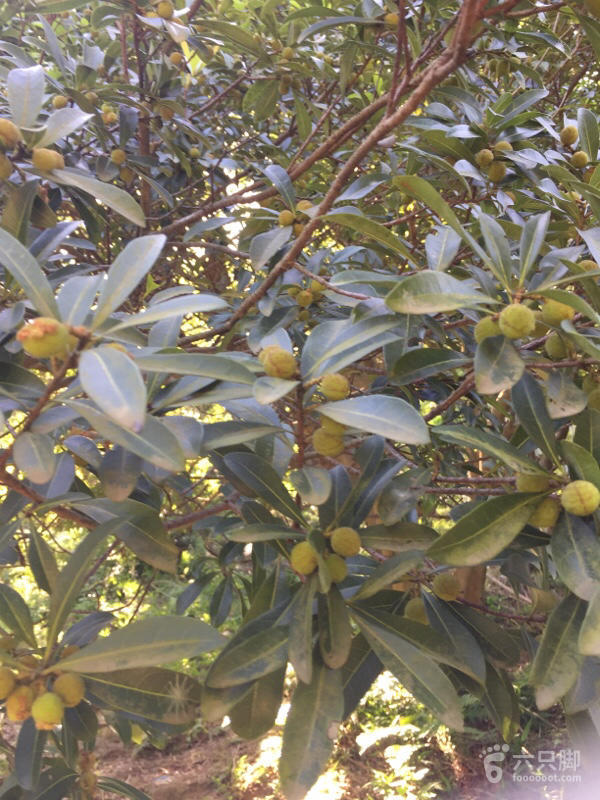 橫河大山搬遷最新動態(tài)，力量重塑與未來希望