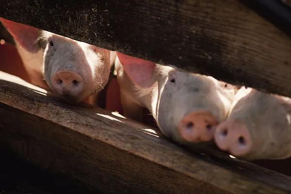 全國(guó)生豬市場(chǎng)價(jià)格動(dòng)態(tài)，變化中的機(jī)遇與挑戰(zhàn)的旅程