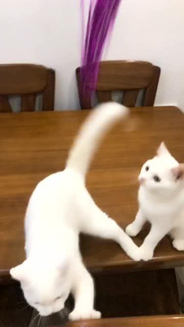 貓咪視頻最新版，小巷貓步優(yōu)雅輕舞