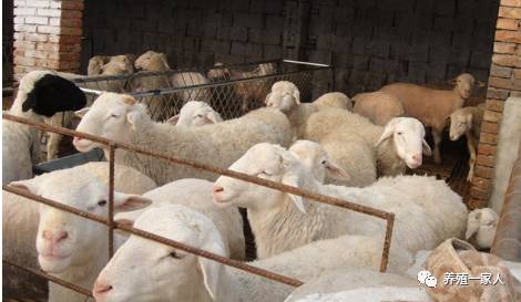 內(nèi)蒙古活羊價格指南，如何了解與評估羊只價值