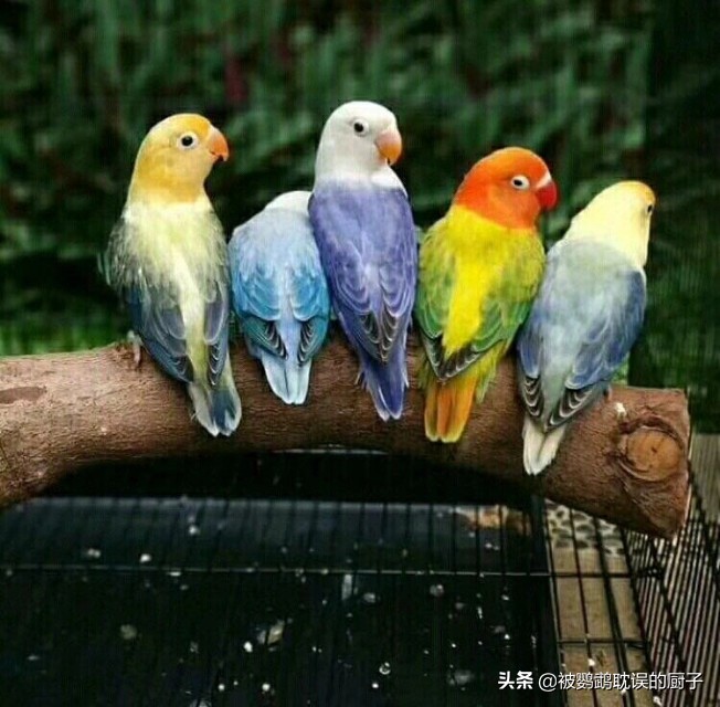 牡丹鸚鵡最新報價，市場走勢分析與選購指南