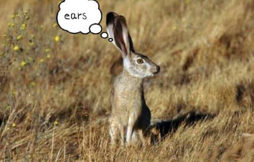 最新夜間捕獵兔子視頻，揭秘夜間捕兔三大要點(diǎn)深度解析