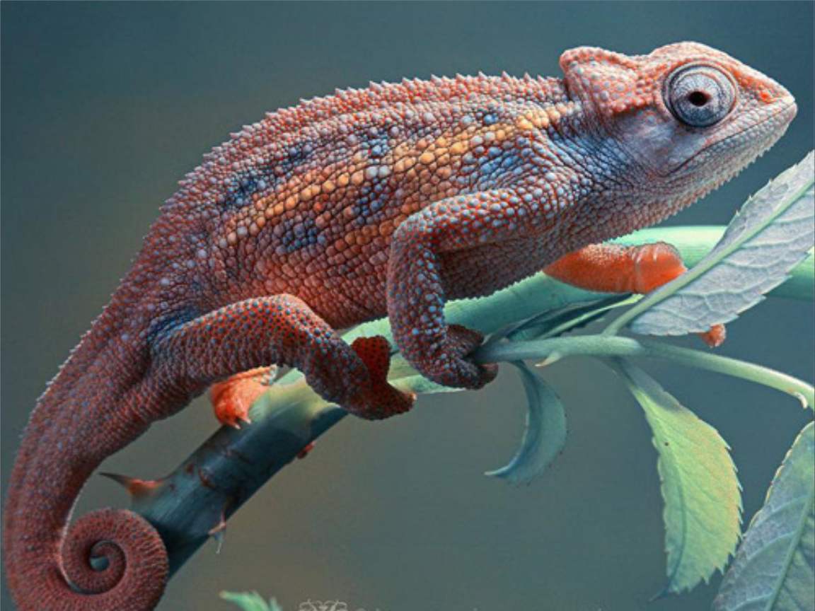 全新版變色龍，小巷中的神秘瑰寶