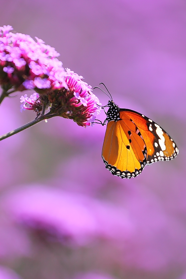 紫蝶舞動(dòng)新篇章，任務(wù)完成與技能學(xué)習(xí)指南