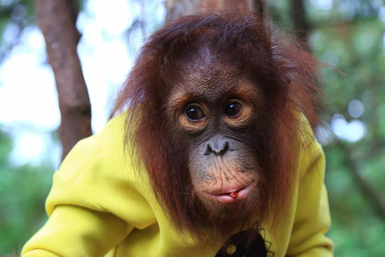 科技重塑人與自然和諧交響，動物大明星的交響樂章