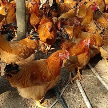 閹雞最新行情，巷弄深處的風(fēng)味秘境探索