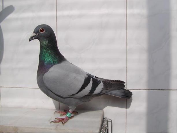 賽鴿定向新進展揭秘，小巷中的神秘寶藏探索