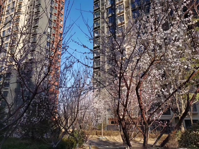 燕郊房價(jià)動(dòng)態(tài)更新，科技引領(lǐng)房產(chǎn)新紀(jì)元，最新資訊速遞