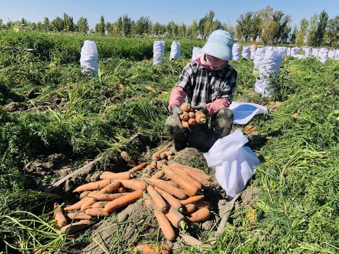 胡蘿卜最新市場價格概覽，最新市場價格指南