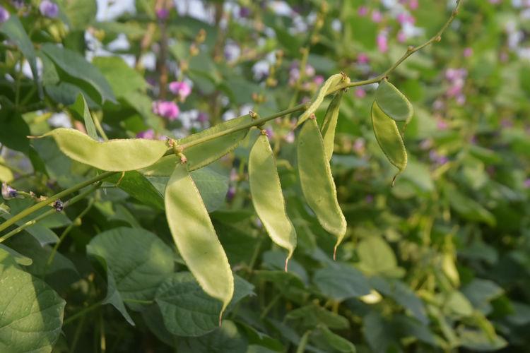 豆子行情，綠色之旅中的內(nèi)心平靜探尋