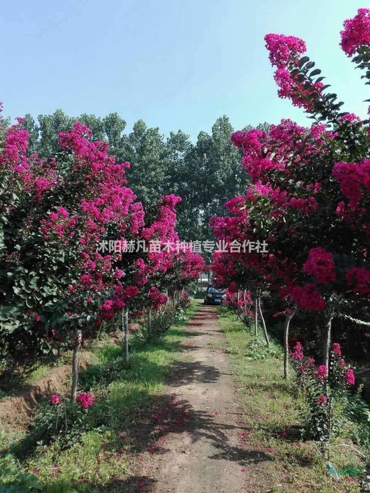 速生紫薇最新報價，開啟自然美景的旅行邀請