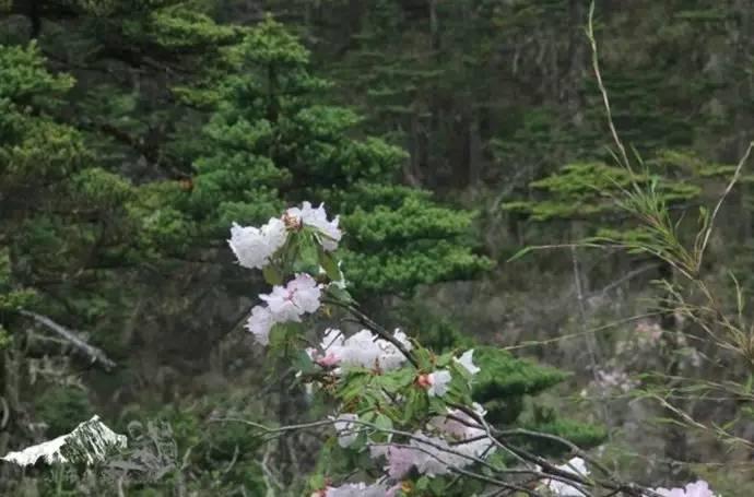 雨崩最新美景圖，探索與欣賞的詳細(xì)步驟指南，美不勝收！