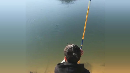 楊柏文最新垂釣視頻，從初學(xué)者到進(jìn)階用戶(hù)的技能提升指南
