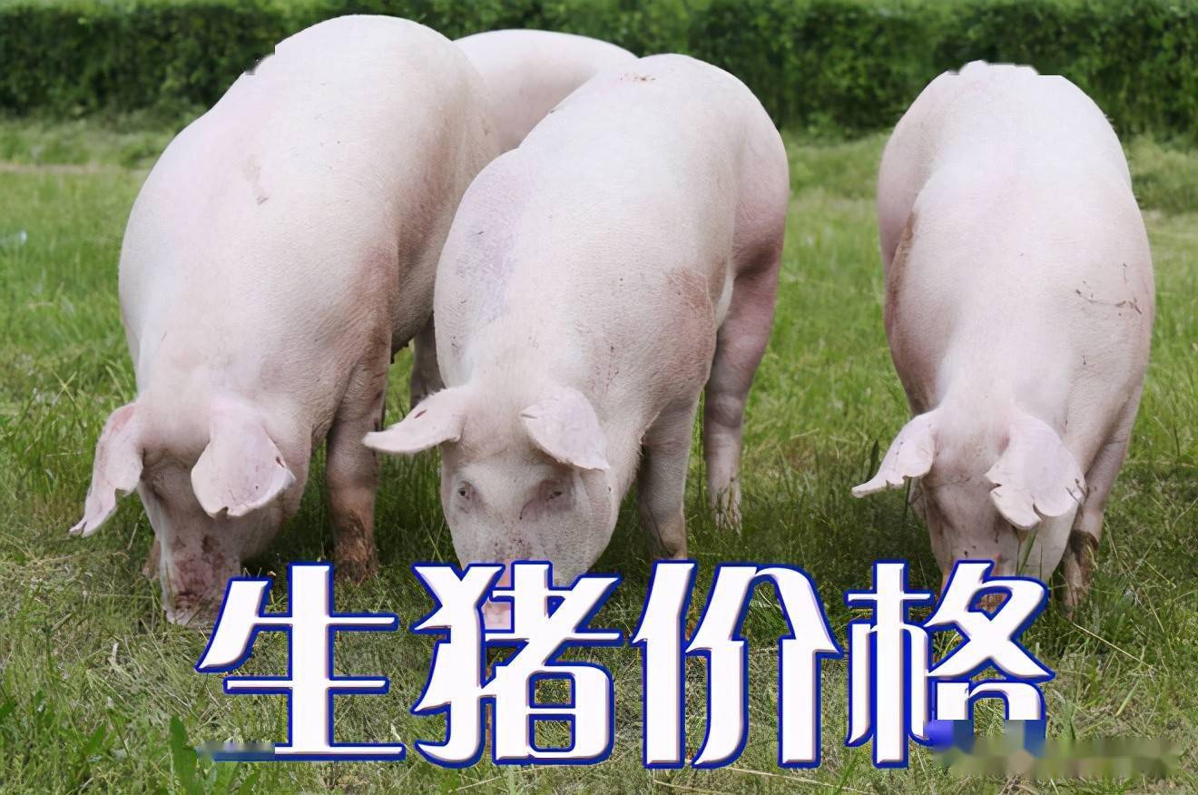 濰坊今日生豬價(jià)格探索，一場(chǎng)綠色之旅尋找內(nèi)心平靜