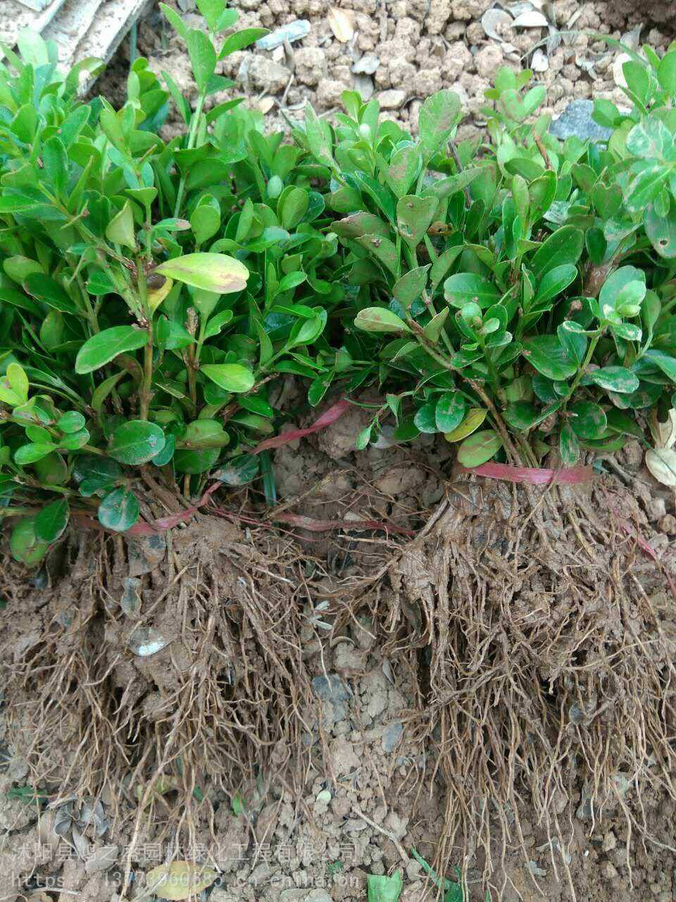 黃楊小苗價(jià)格探尋之旅，自然美景的邂逅與發(fā)現(xiàn)