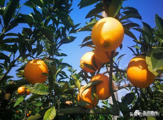 贛州上市公司，閃耀未來，共創(chuàng)繁榮時代！