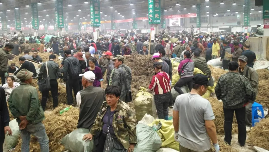 萬(wàn)良人參市場(chǎng)最新動(dòng)態(tài)揭秘，日常奇遇與溫情紐帶