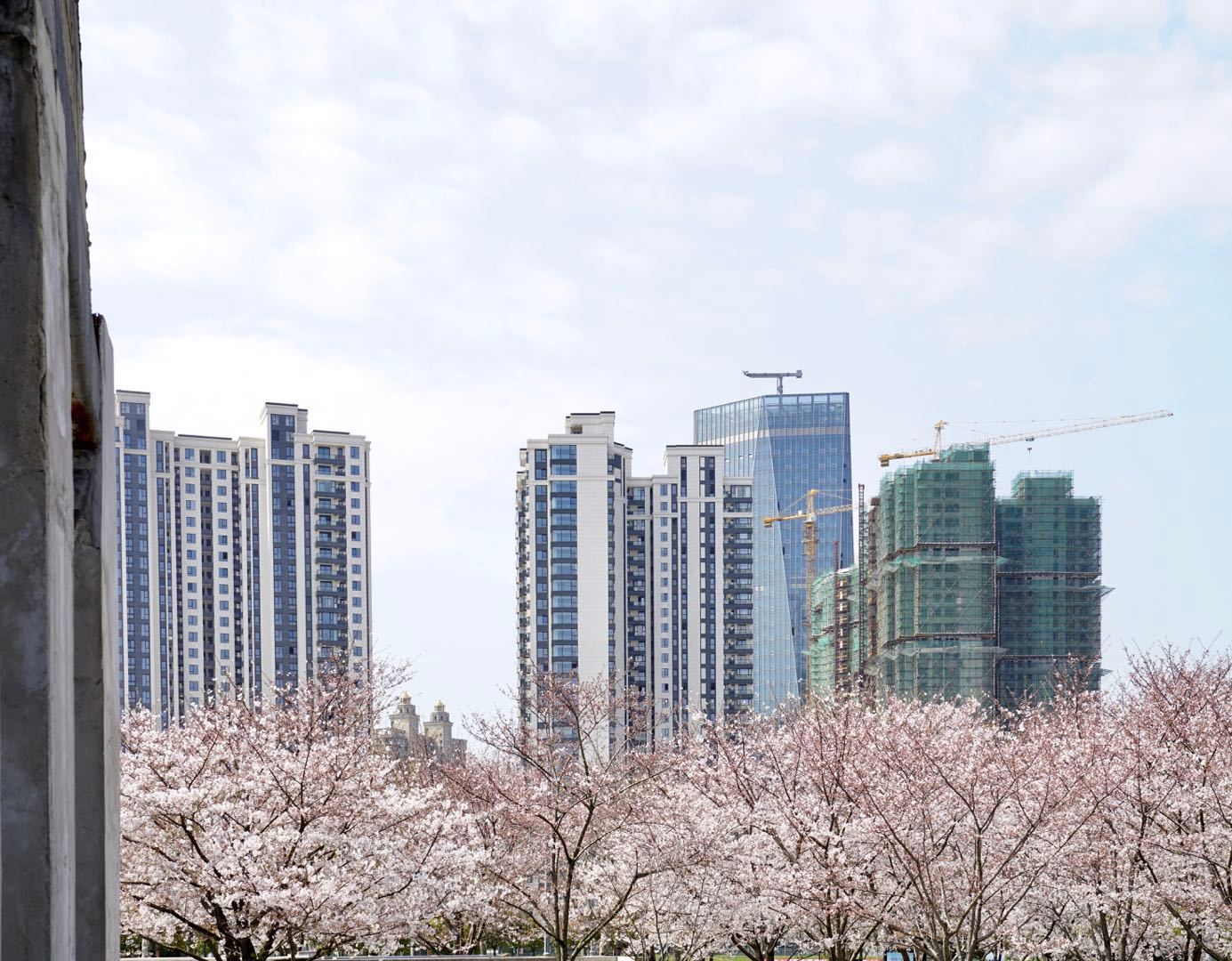 櫻花園置換最新進(jìn)展揭秘，科技重塑生活，煥發(fā)新生希望