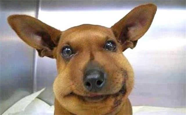 最新毒蜂，逆風(fēng)翱翔，學(xué)習(xí)鑄就自信與成就之巔