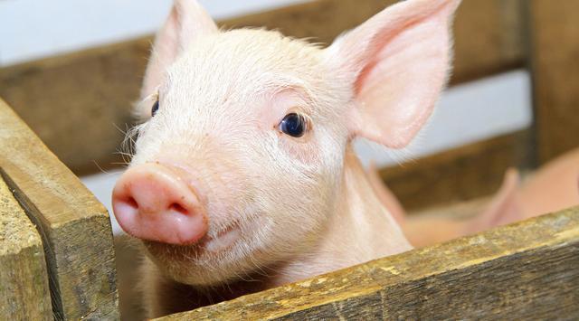 全國生豬最新行情深度解析與觀點(diǎn)闡述，今日市場趨勢分析