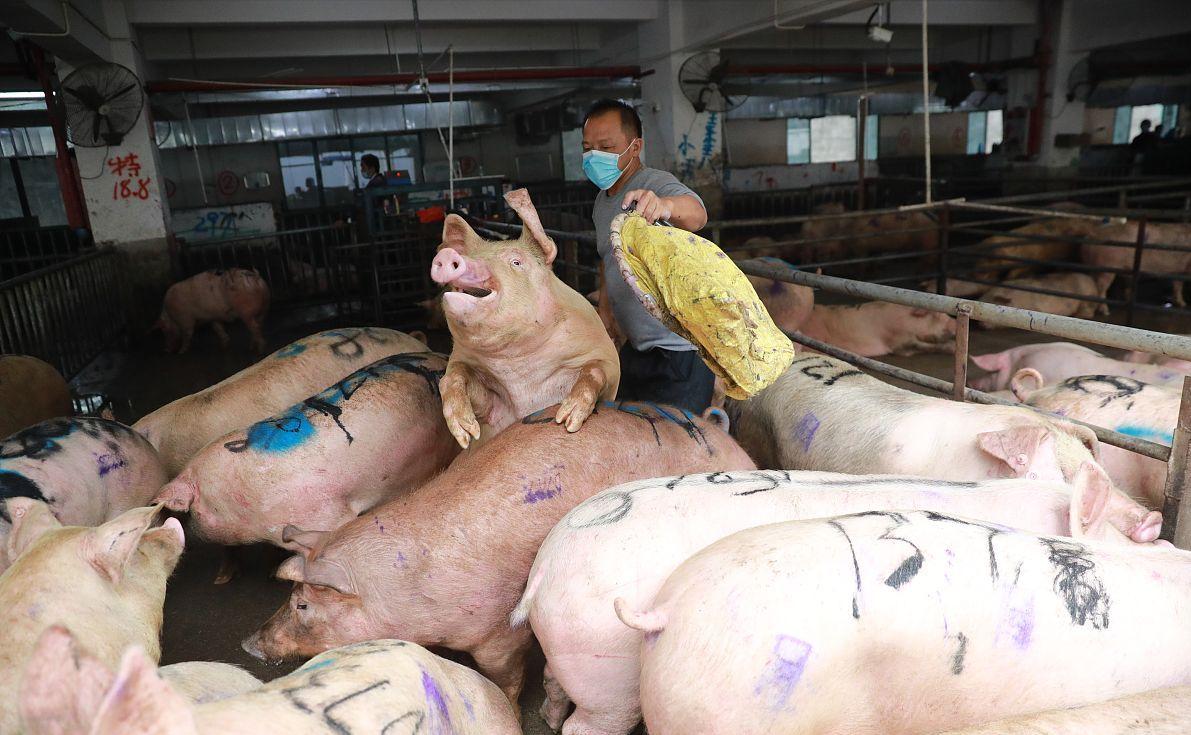 科技引領(lǐng)未來，最新小麥價格行情實時查詢動態(tài)掌握